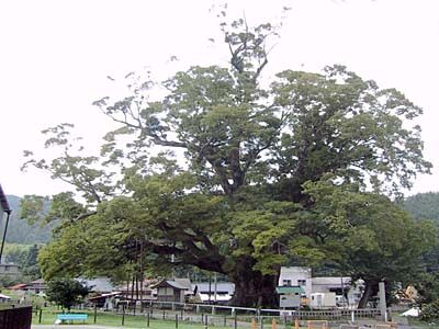 野間の大けやき