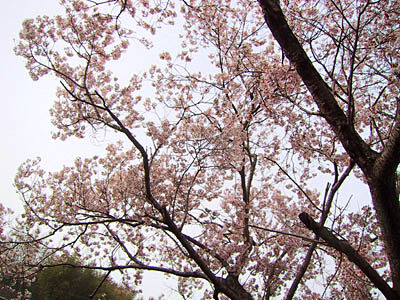 路の脇で咲く桜