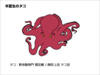 半夏生ではタコ