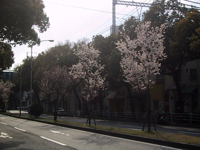 神戸元町の桜