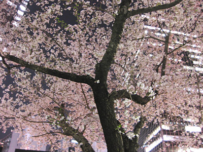 ビル街の中の桜