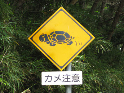 カメ注意
