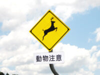 動物注意(シカ)