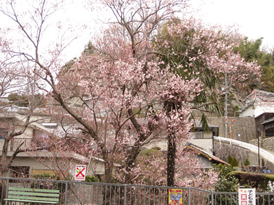 免山の桜