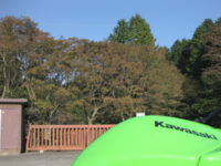 妙見山上のモミジ