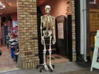 街頭の骨格標本