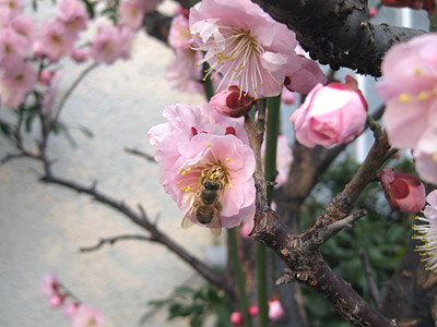 ウメが開花している