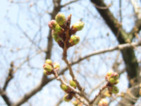 桜のつぼみ