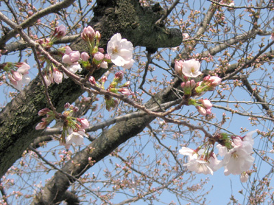 桜開花