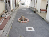 阿部定的街路樹跡