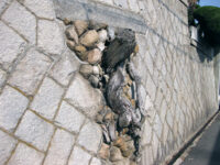 ナメクジ様樹の跡