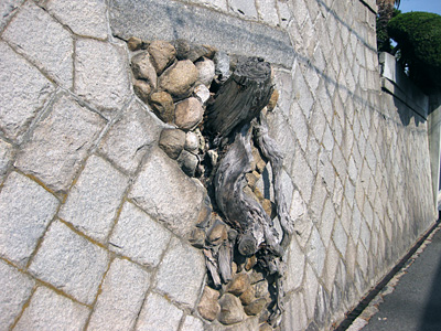 ナメクジ様樹の跡