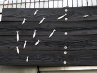 小魚の泳ぐ看板