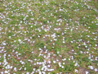 サクラの花びら