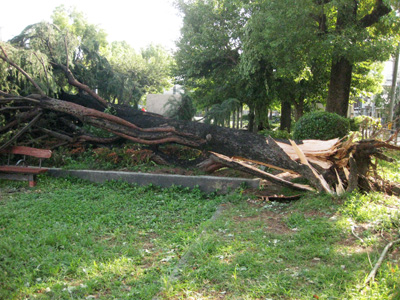 倒れた公園の樹