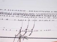 ススメがスズナリ