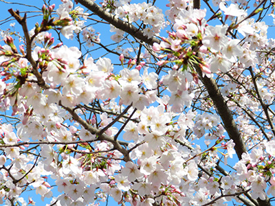 桜開花