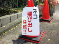 ネコ飛び出し注意