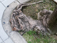 街路樹の根元