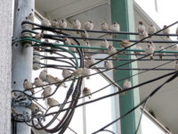 スズメがズズナリ