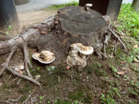 切り株に生えたキノコ