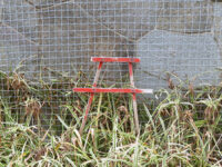 植え込みの鳥居