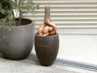 上の無い鉢植え