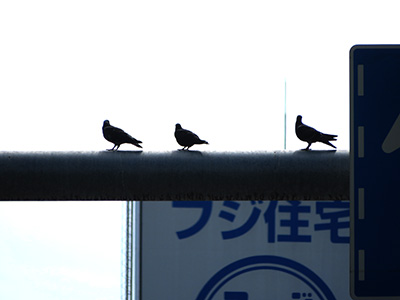 並ぶハト